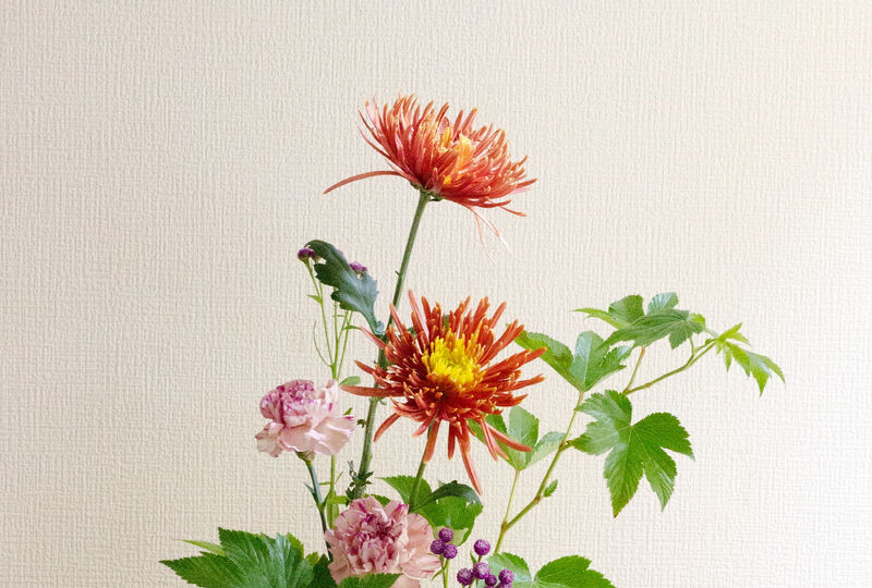 画像6840：ヒメヒゴダイ/学名：Saussurea pulchella　は、キク科の植物でアザミのような咲き方をする小さなお花です。