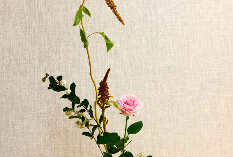 画像6966：実ものをたくさん見かける秋